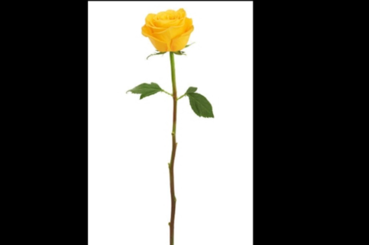 ورد اصفر ١ حبه مع تغليف