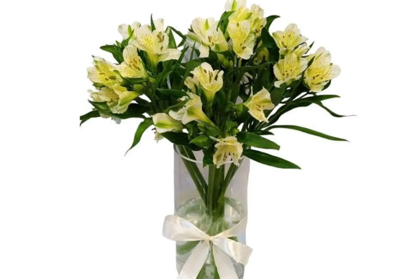 فازه الستروماريا