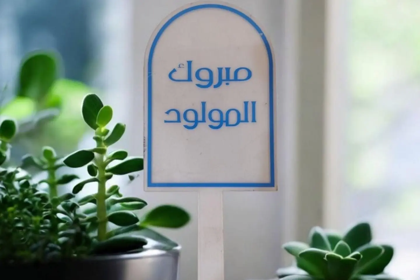 تغريسة مبروك المولود