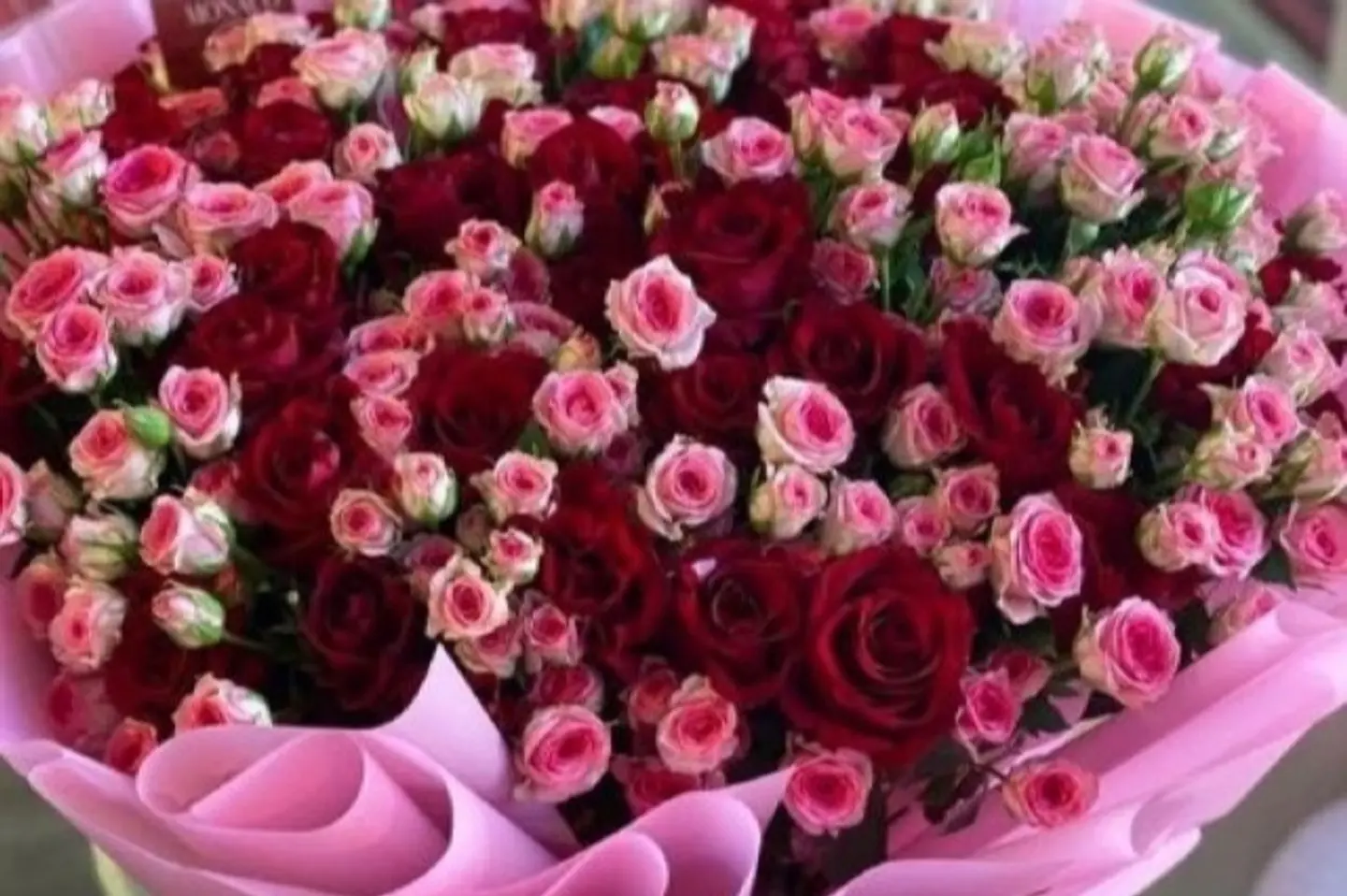 لؤلؤة الورد الأحمر ٢٠-٢٥