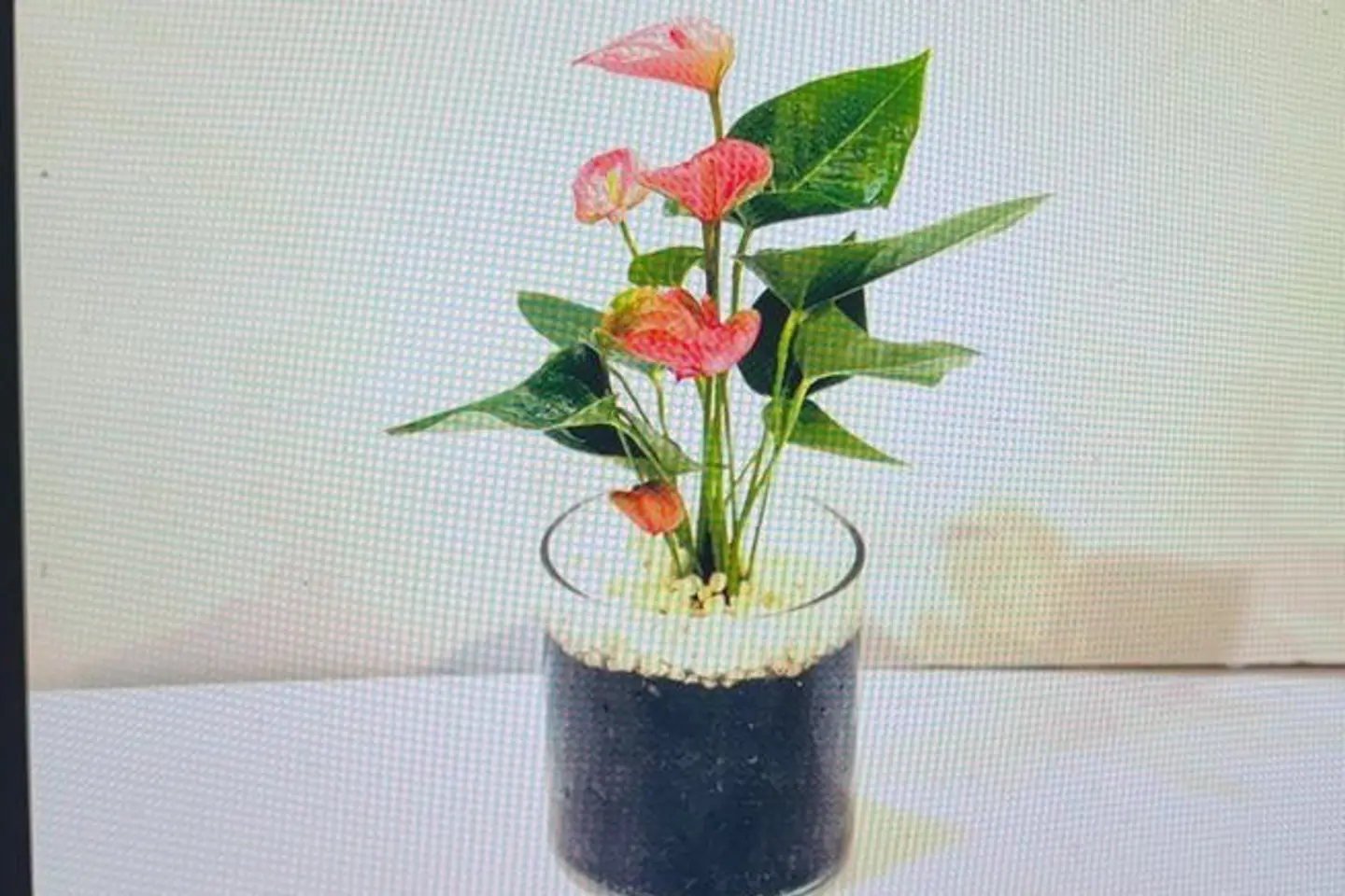 نبتة الانتوريوم البينك