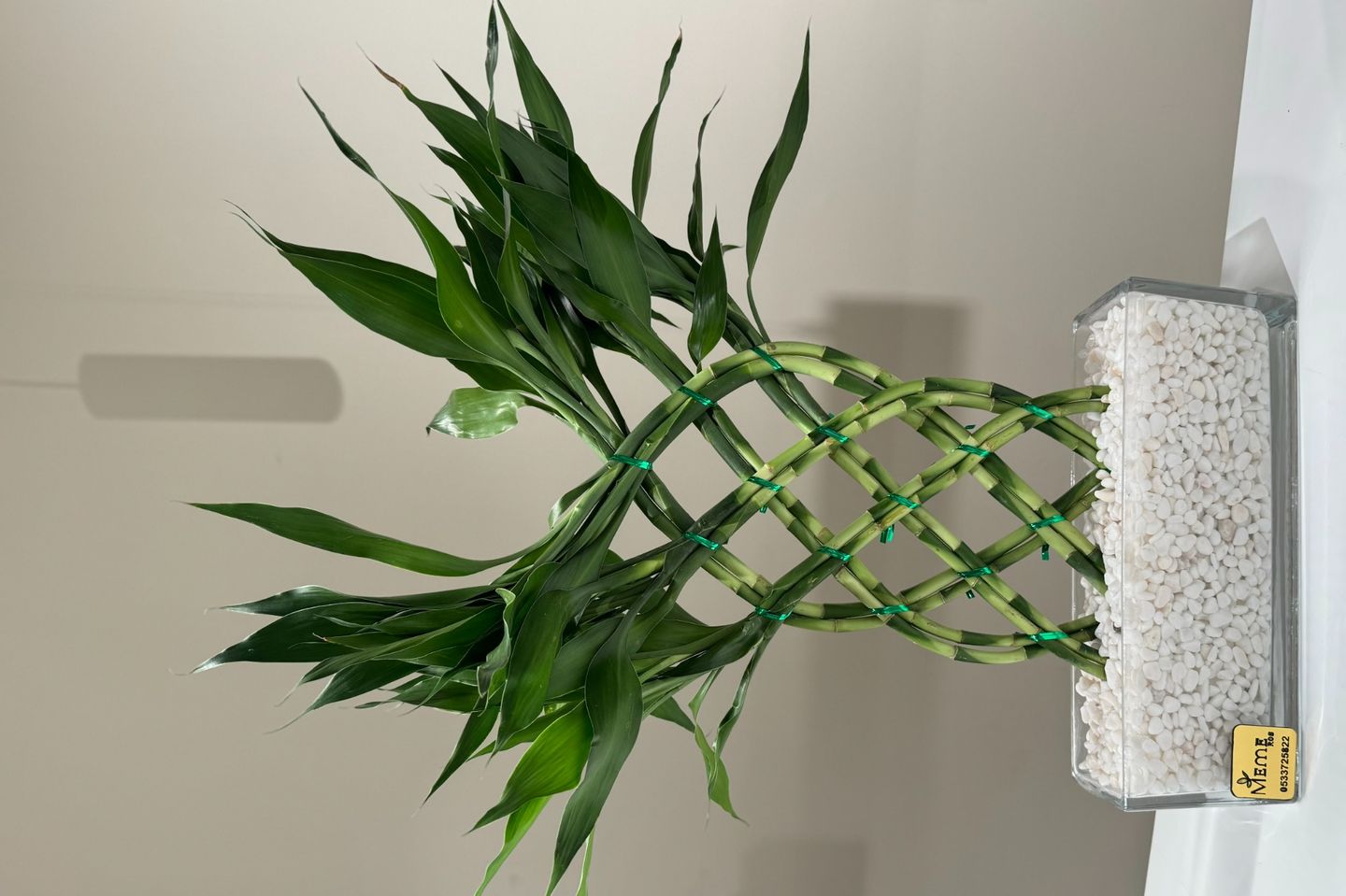 Natural Bamboo Plant