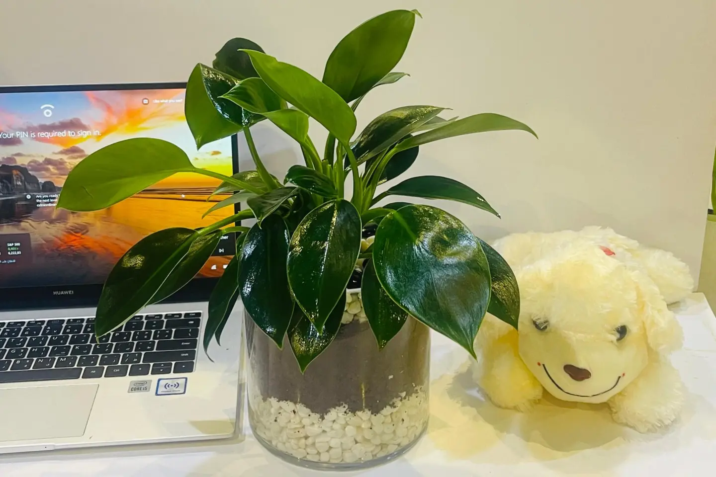 Philodendron Green Princess 8