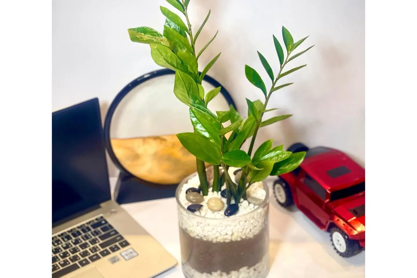 Elegant Zamioculcas Plant 5
