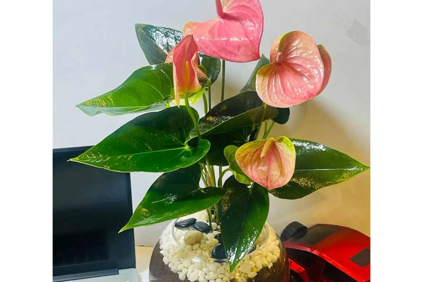 Anthurium Andraeanum Pink 3
