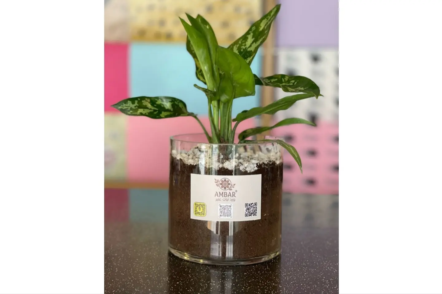 Aglaonema Plant