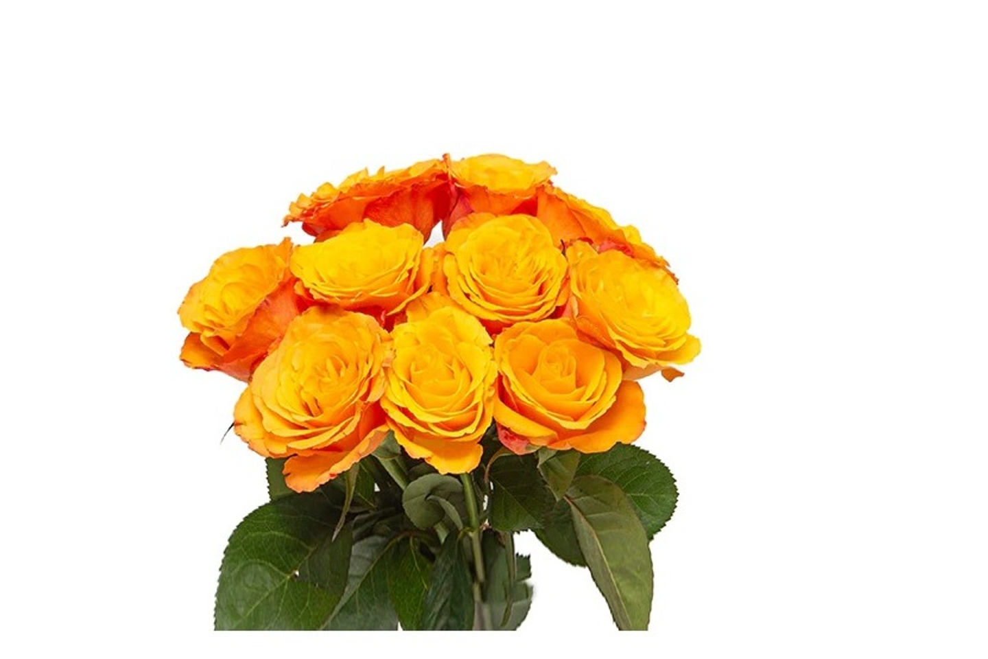 Orange Rose