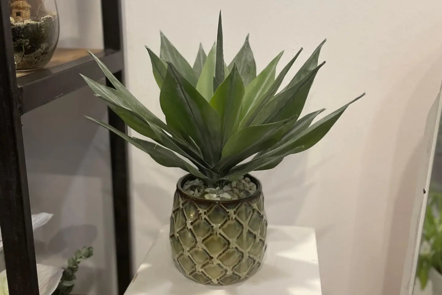 American Agave Plant