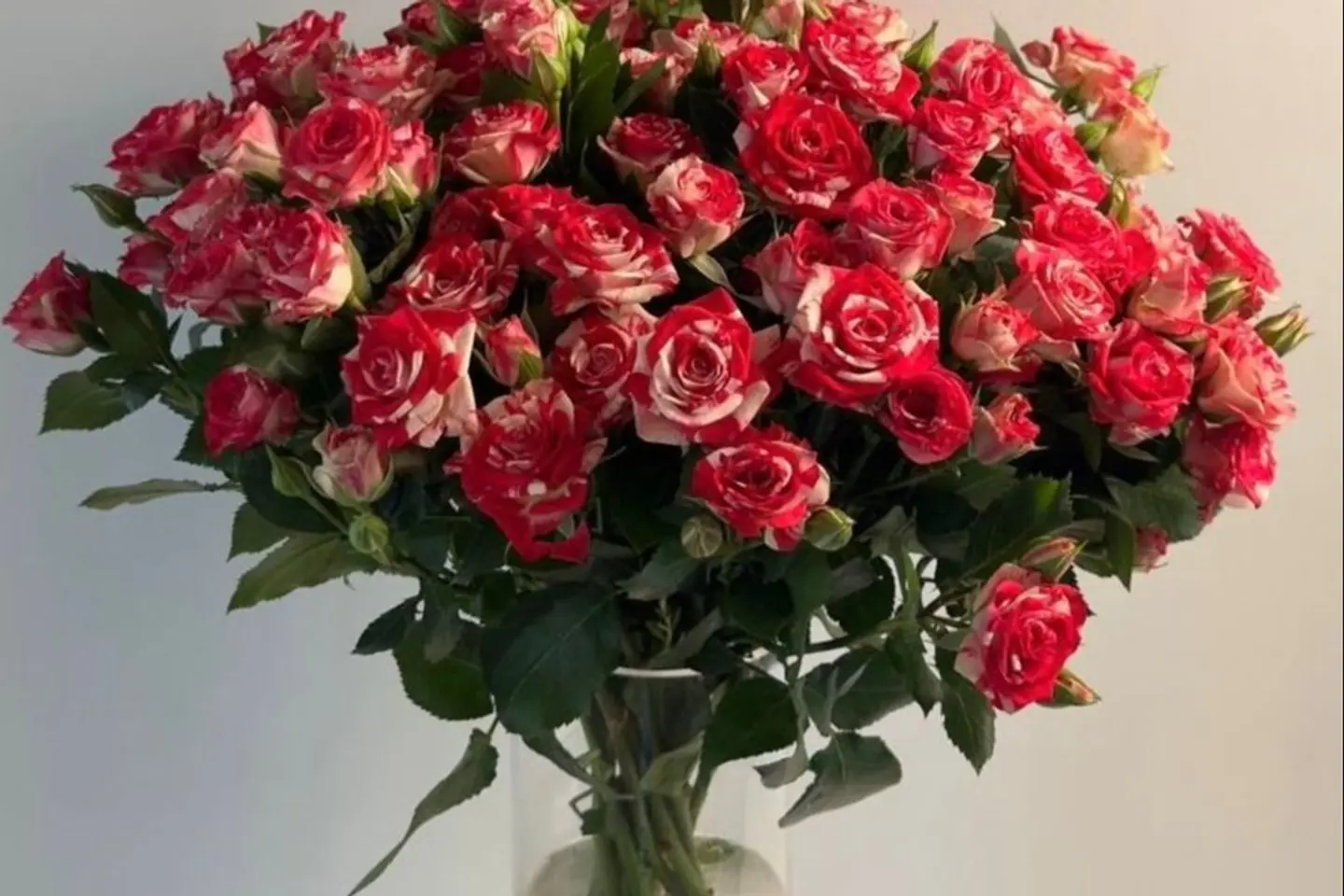 فازة ورد فاخره ٢