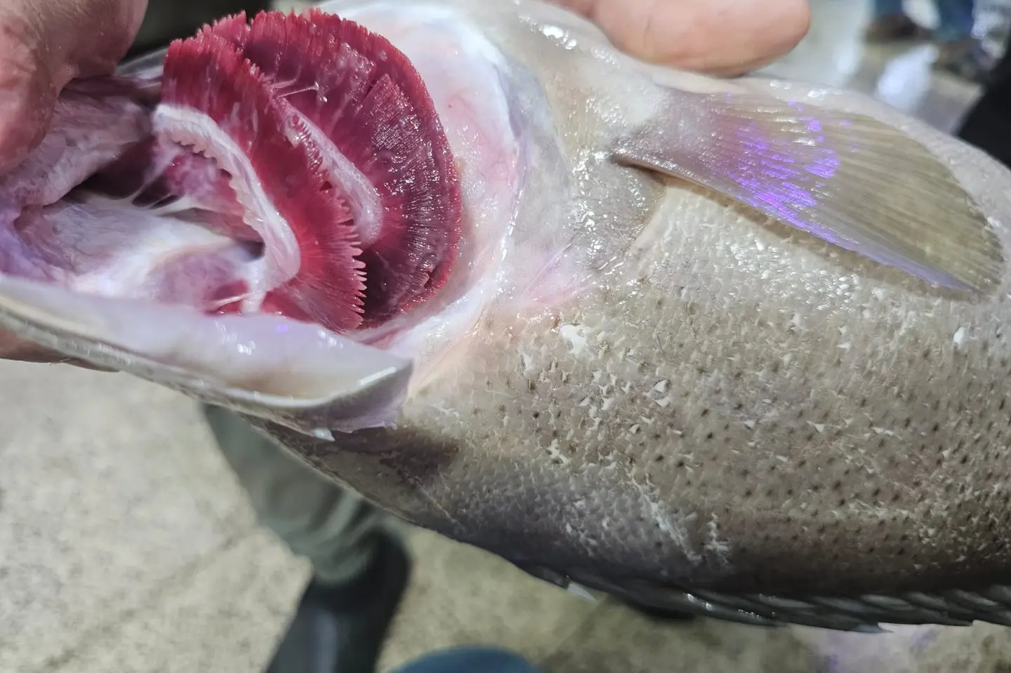Grouper Fish - Fried