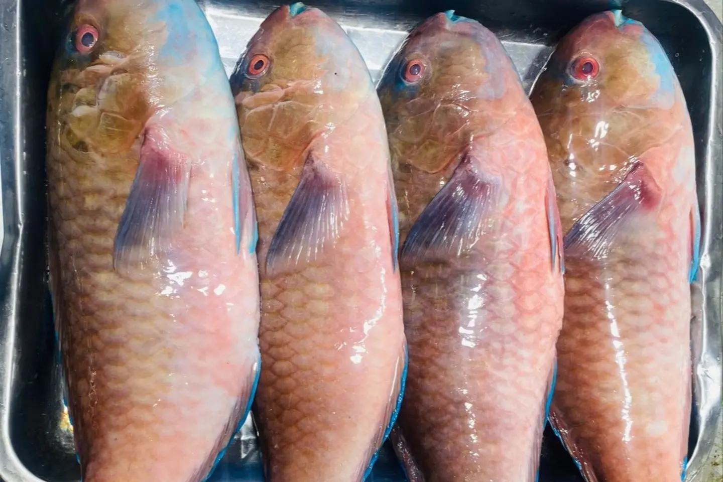 Harid Fish - Fried