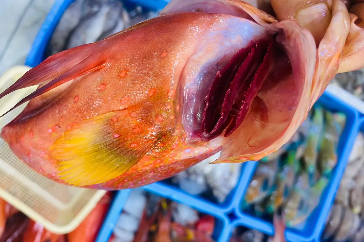 Sherefi Fish - Fried