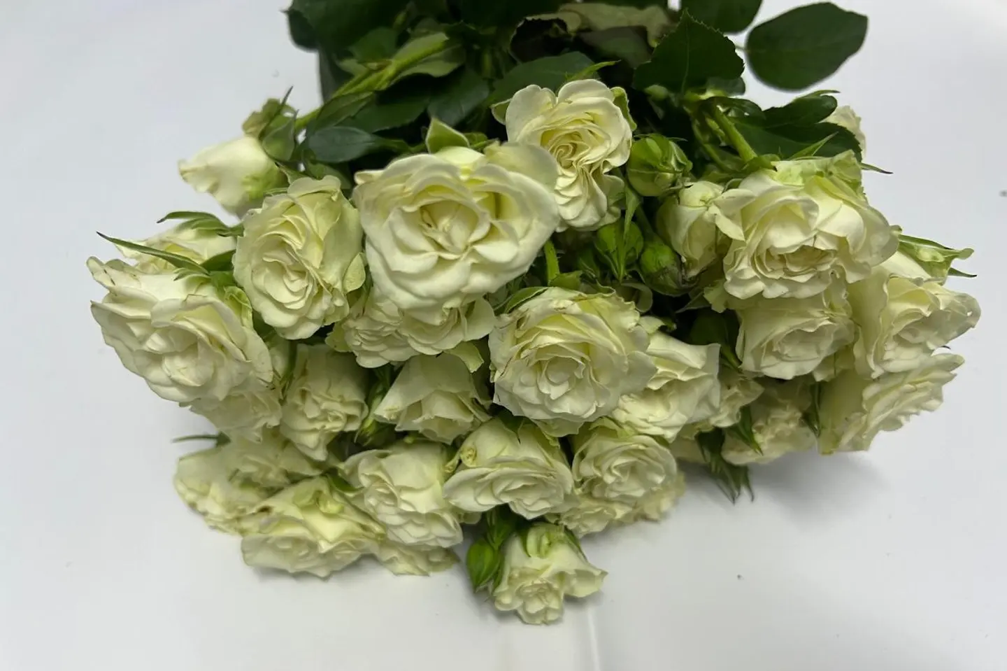 وردة و شتلة ٠٠٠٥٧