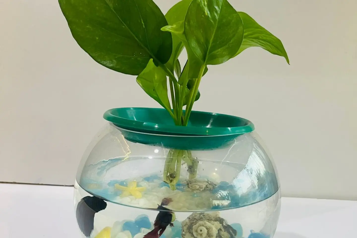 واحة نسمات الطبيعه