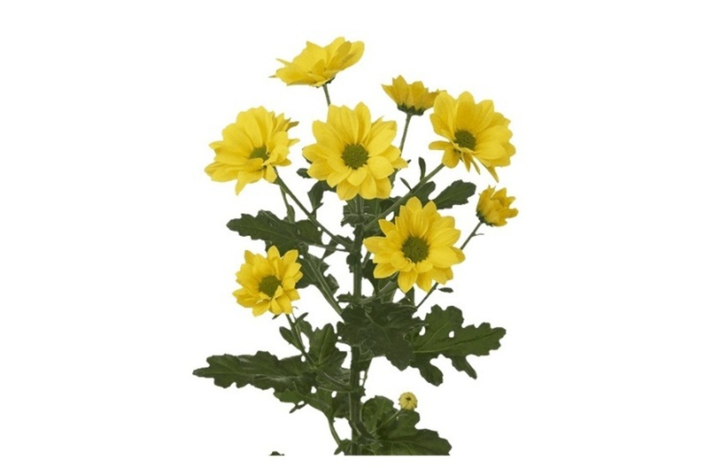 Yellow Baby Chrysanthemum