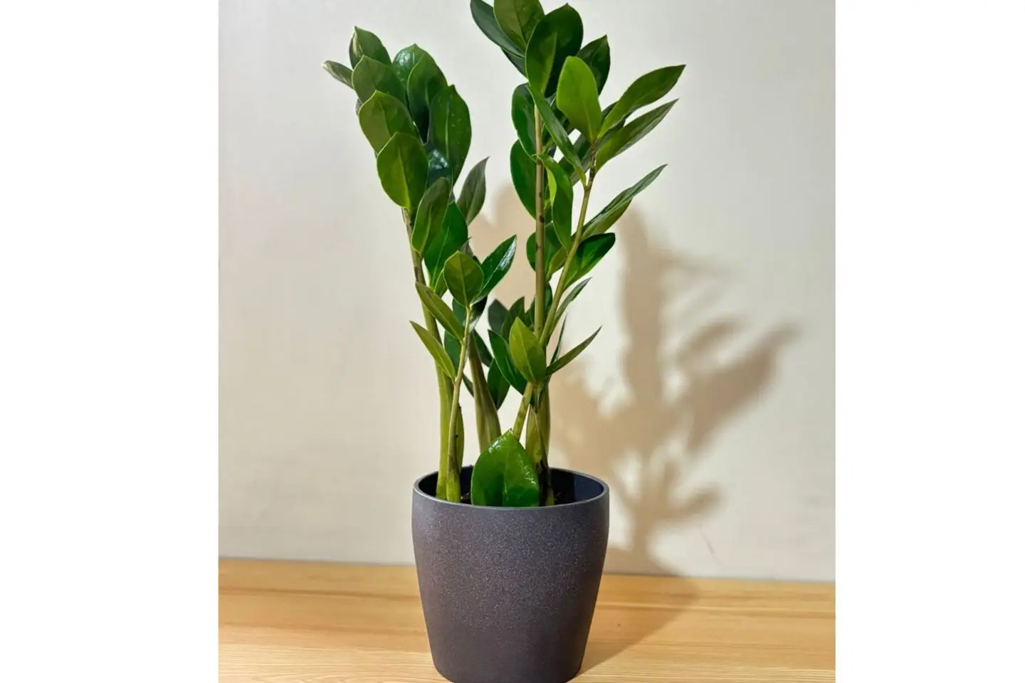 نبتة الزاميا الانيقة ٢