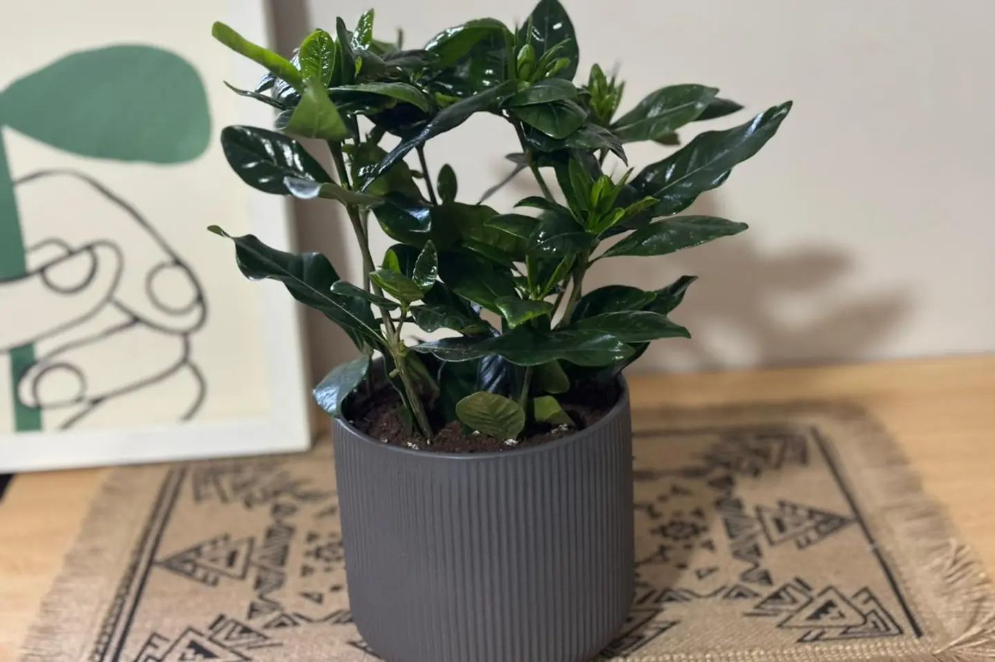 نبتة الغاردينيا