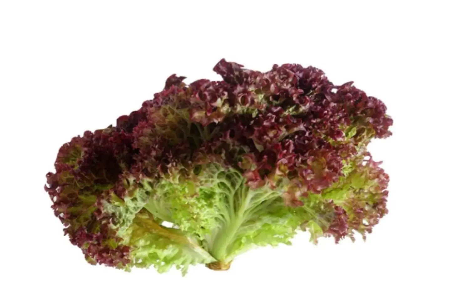 خس لولو روسو كيس واحد