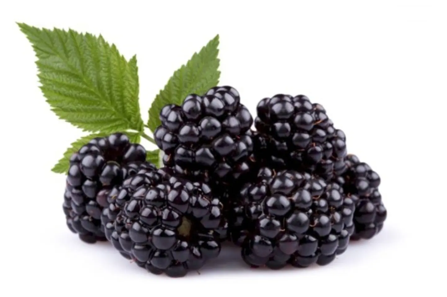 توت أسود علبه