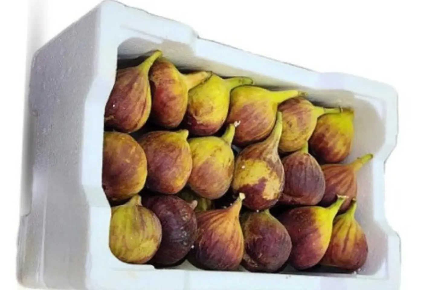 صندوق التين المحلي - صندوق التين المحلي