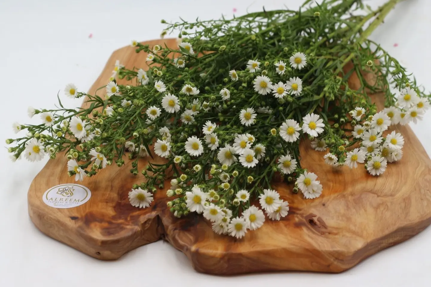 Aster White