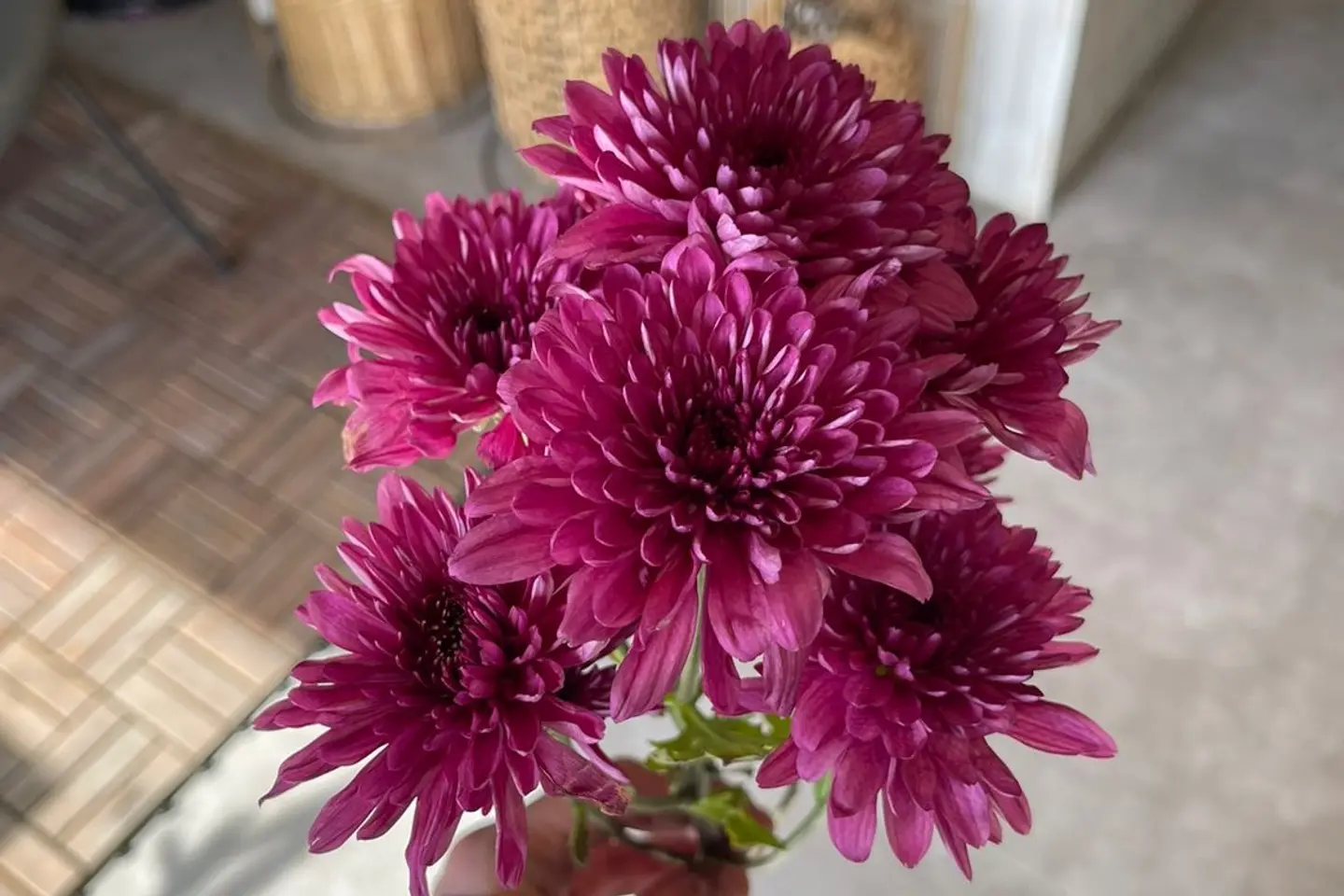 زهر كريز بنفسجي