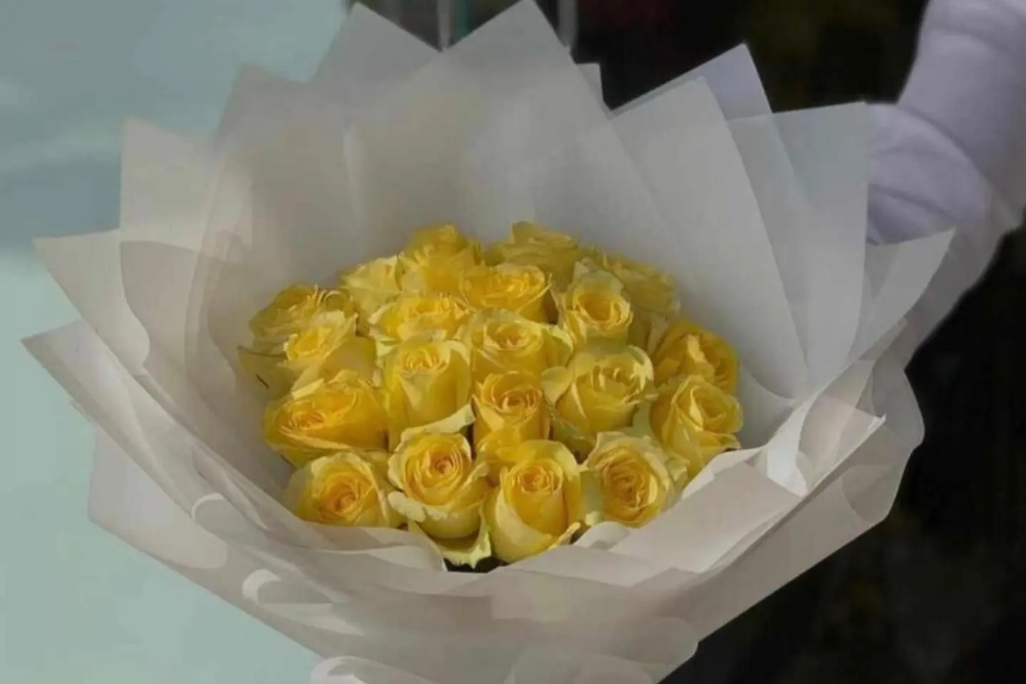 باقة صوفياز