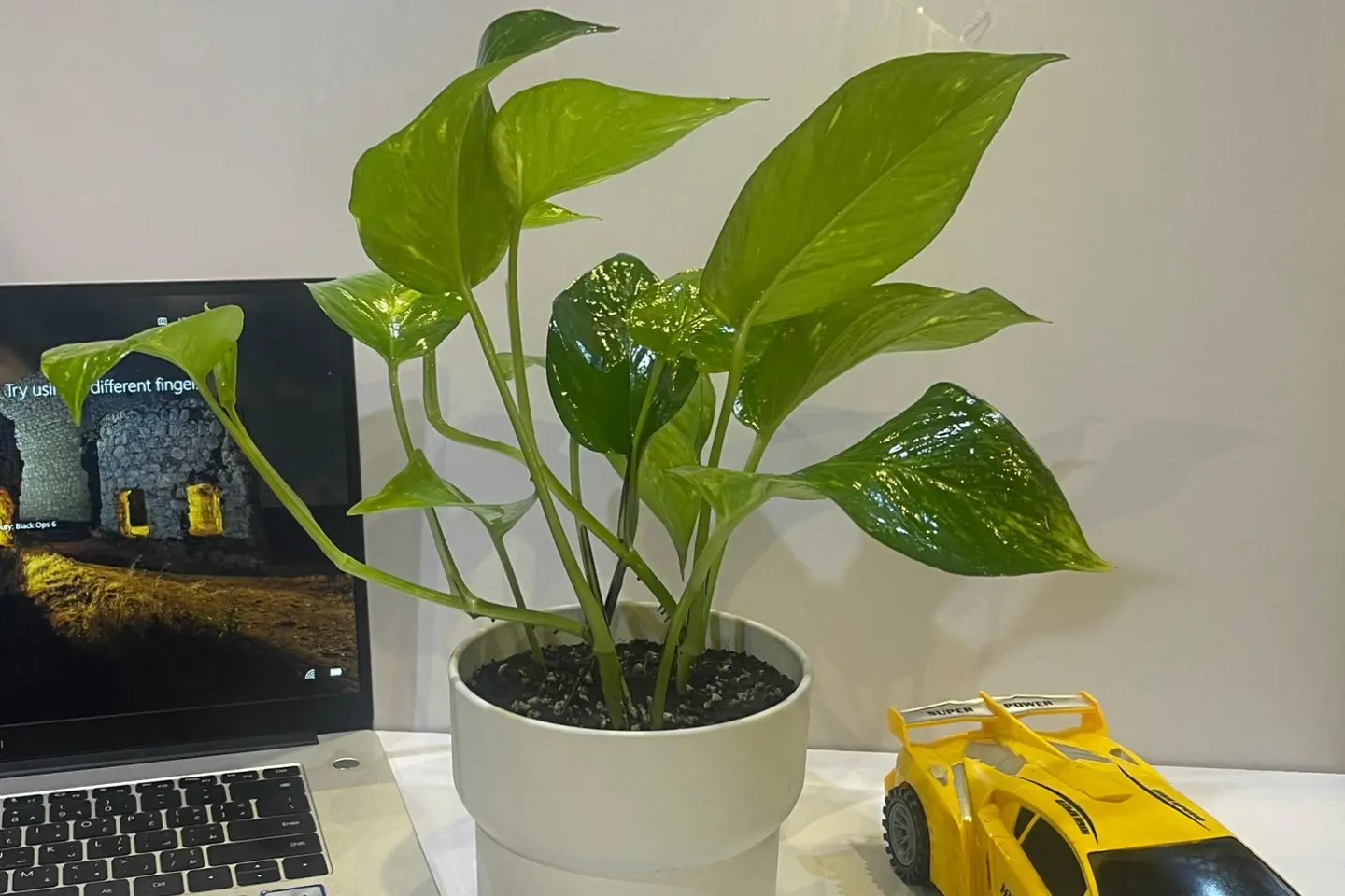 Pothos Plant 17