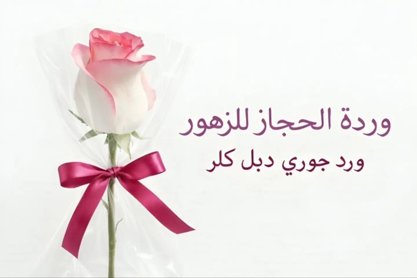 Rose 562