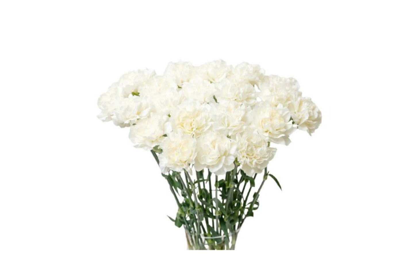 White Carnation