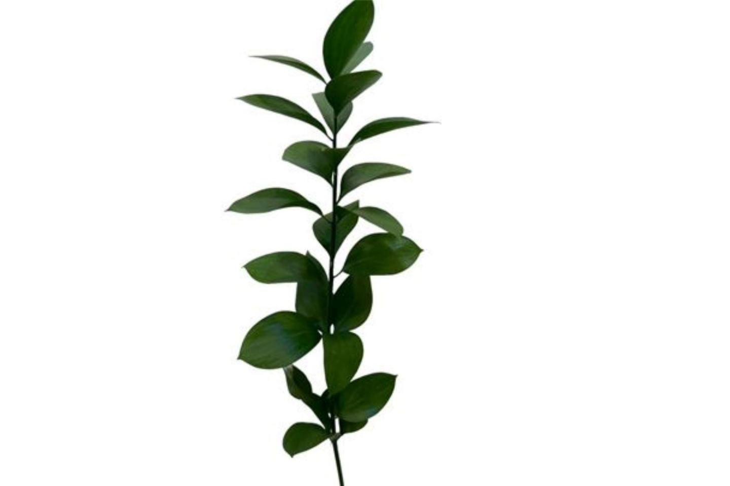 غصن خضار الروسكوس