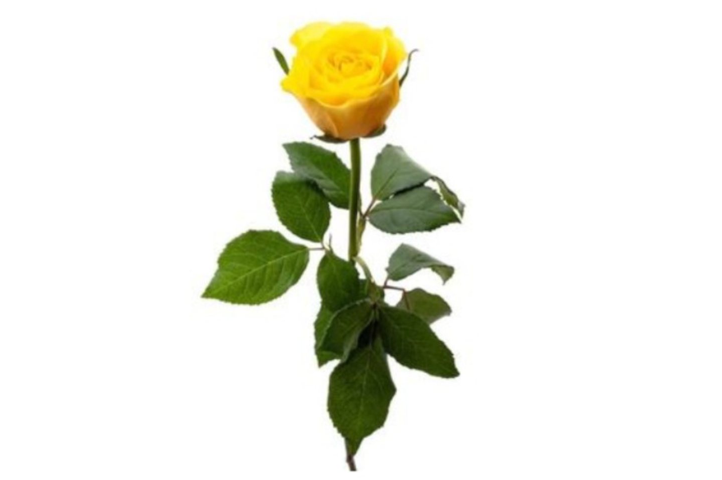Flowers/Rose /Clor Yellow/1 Pices/With Pepar