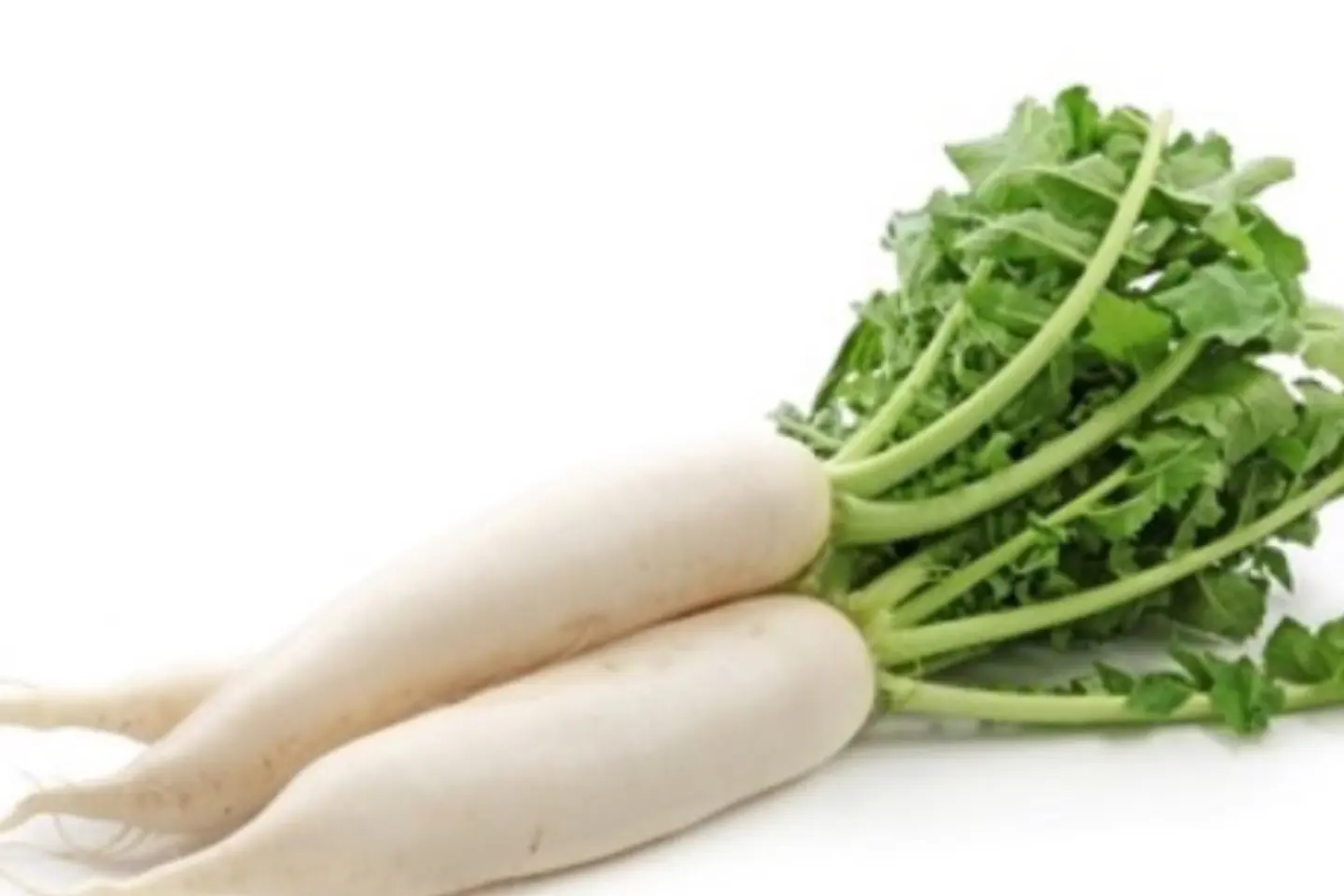 فجل أبيض حزمة