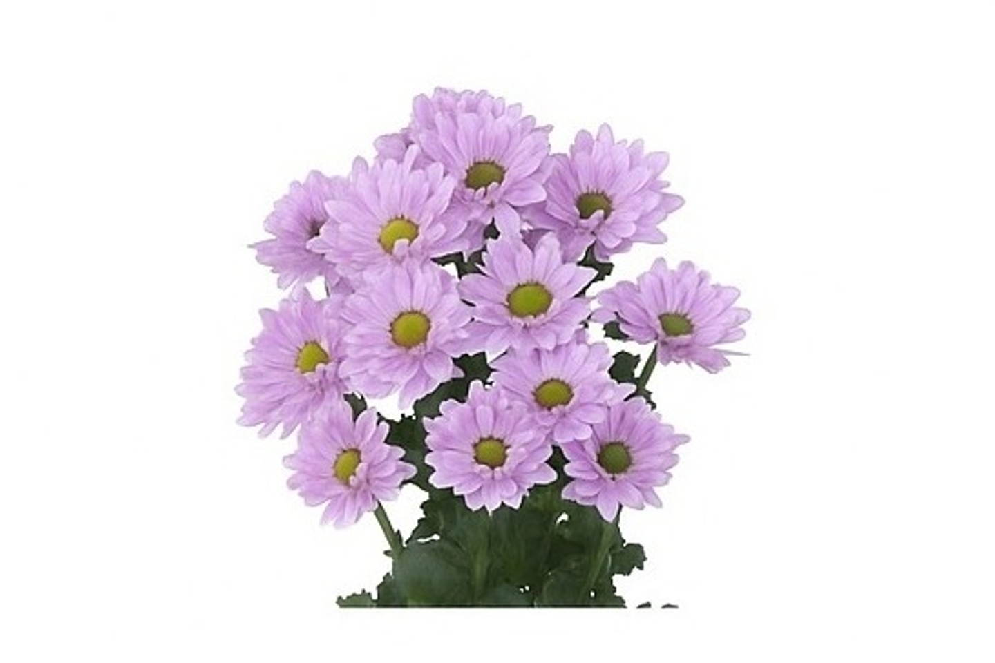 Light Purple Baby Chrysanthemum