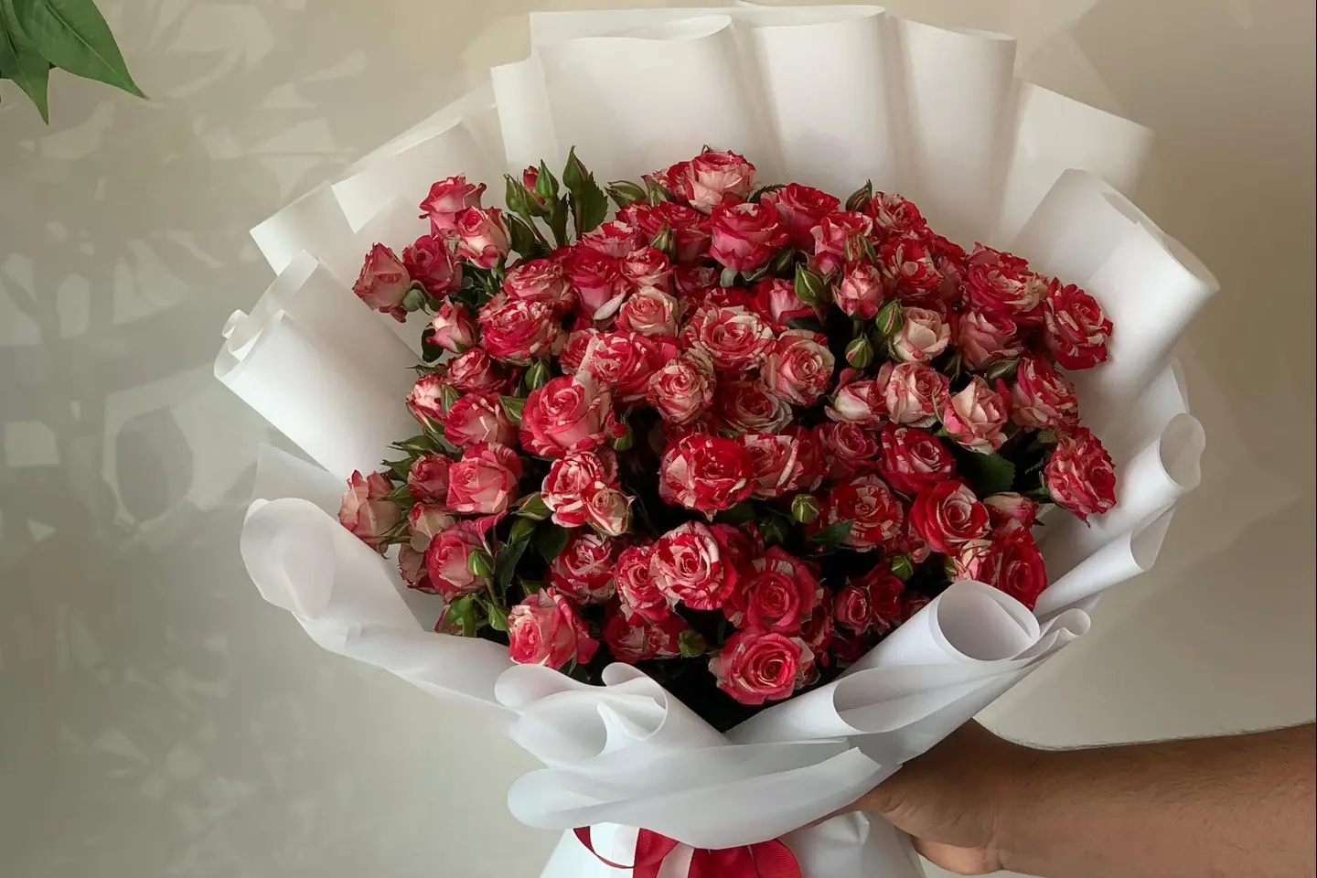 بوكية الجمال