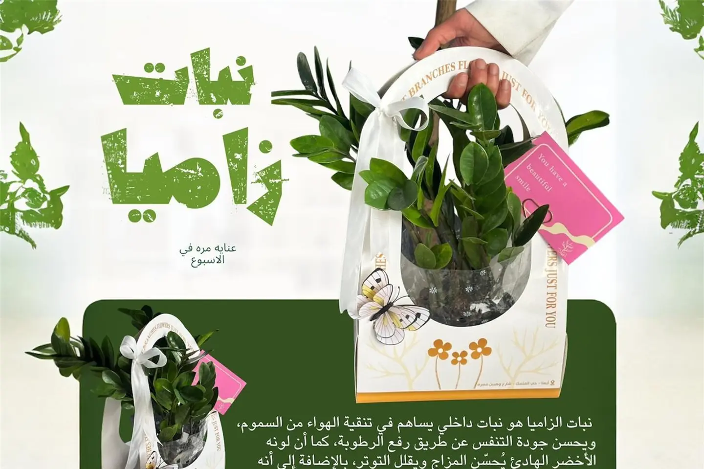 نبات زاميا