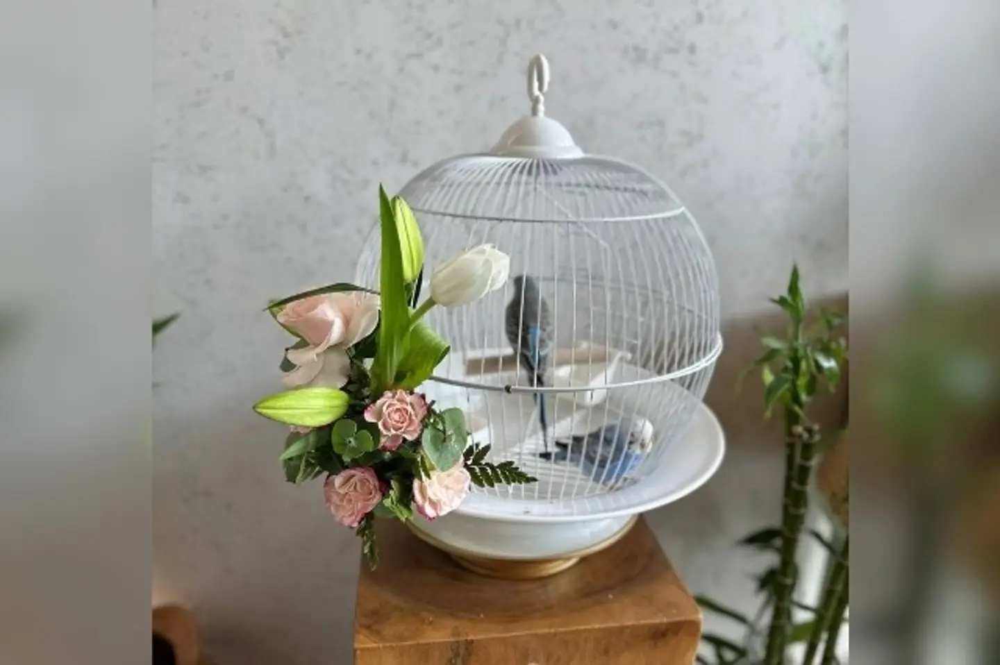 عصافير مع القفص والورد ٢