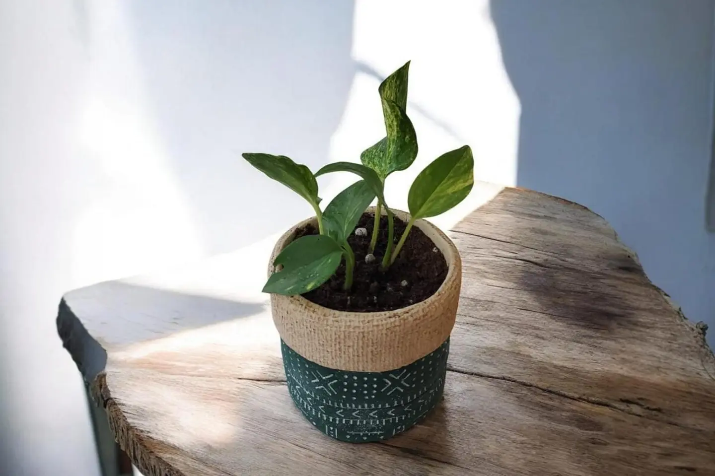 Pothos Plant 01