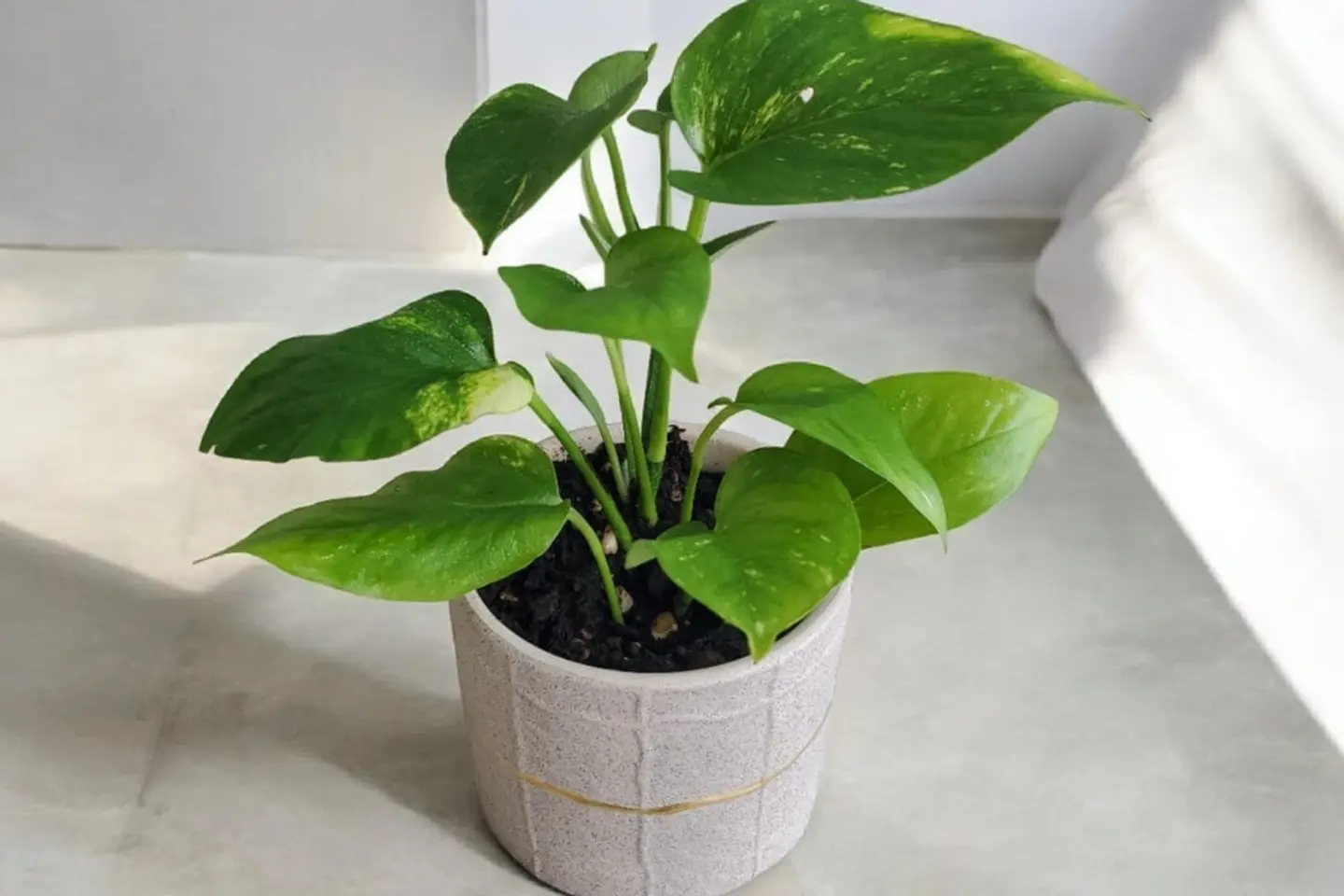 Pothos Plant 02