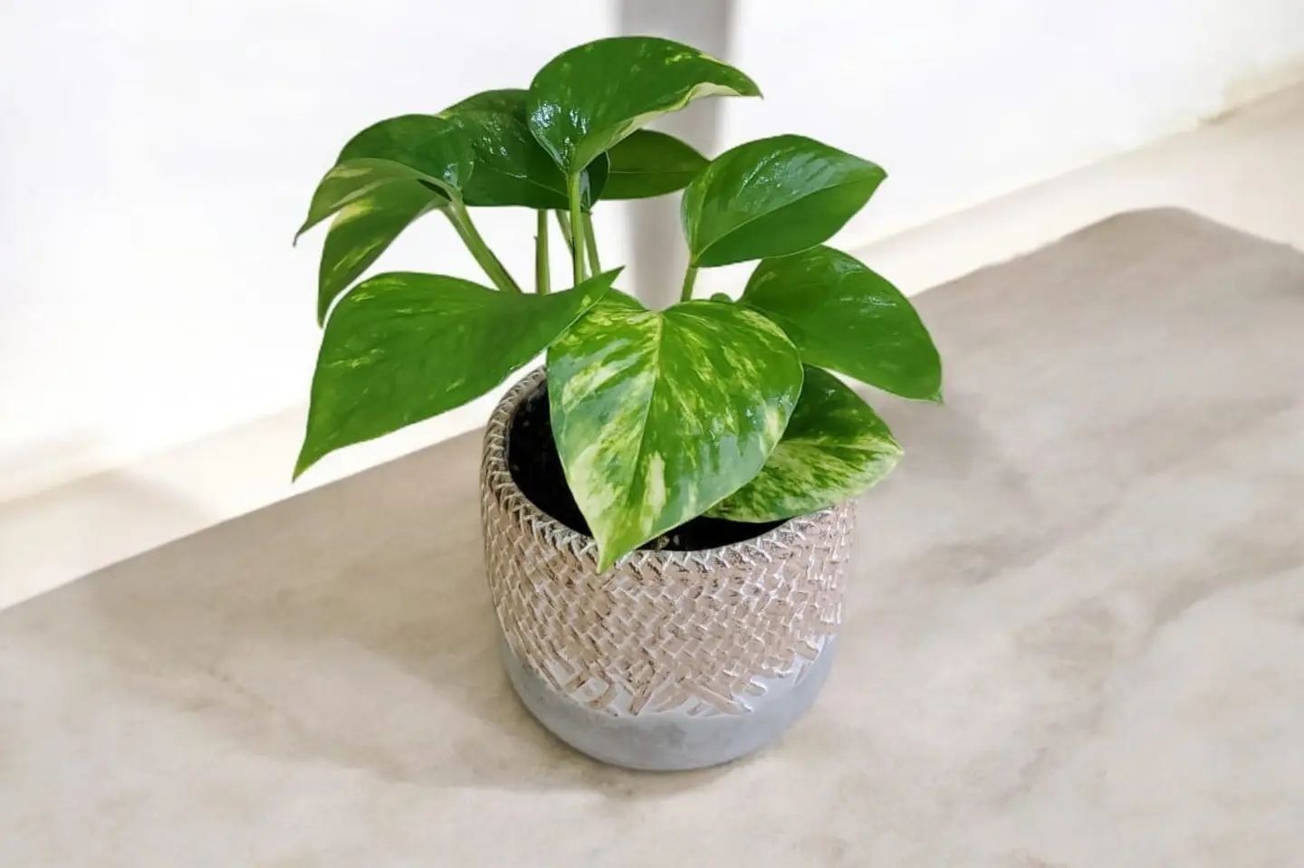 Pothos Plant 03