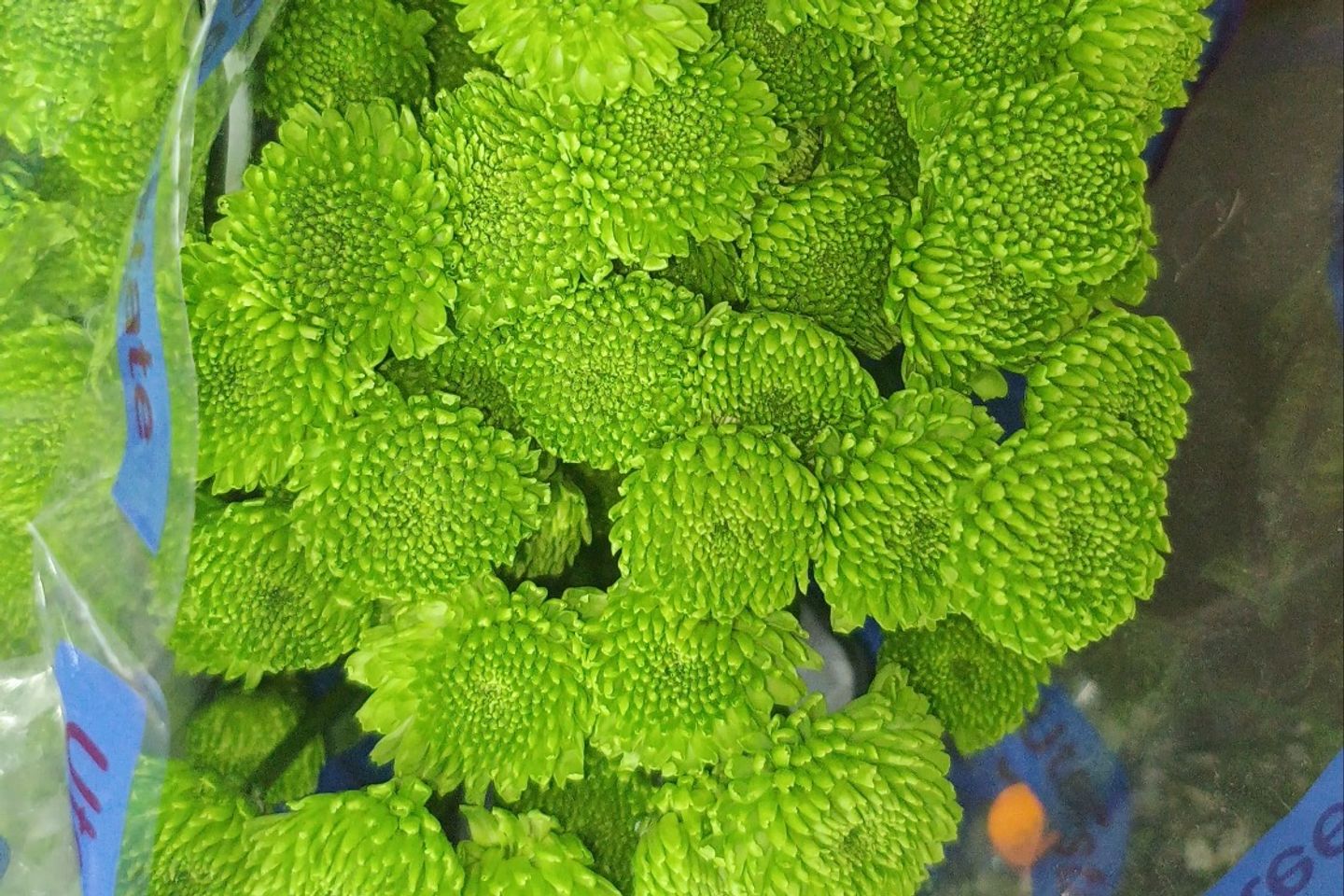 زهرة الاقحوان اخضر