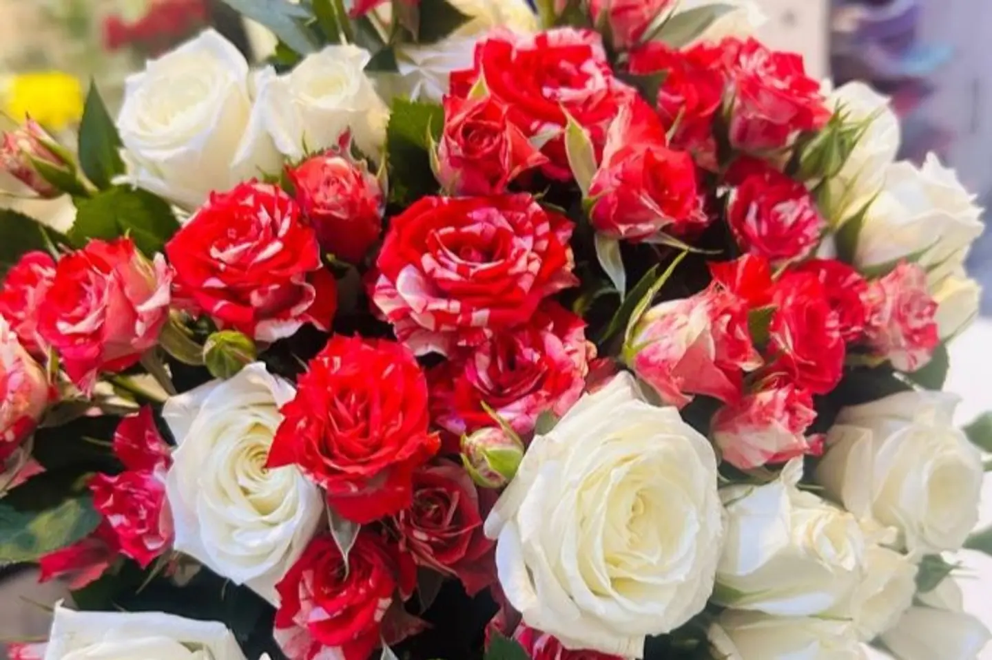 أبيض مزدوج لؤلؤي ١٠