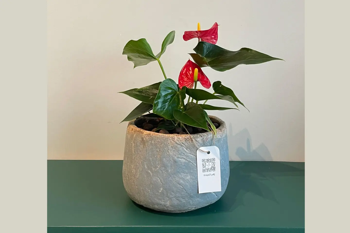 Zhr Anthurium Red