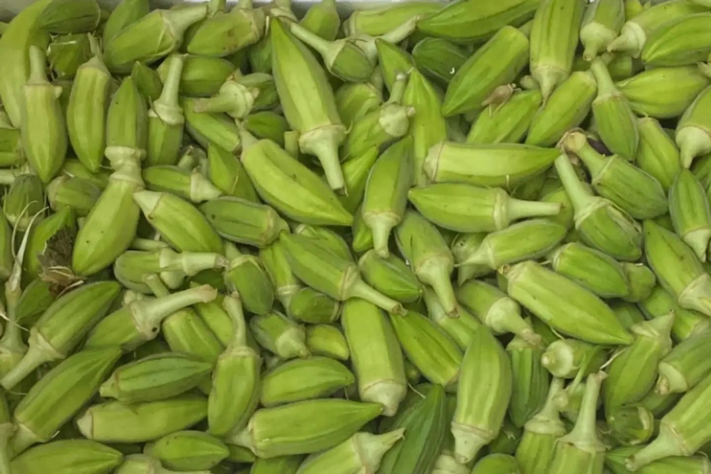 افوكادو أمريكي - ١كيلو