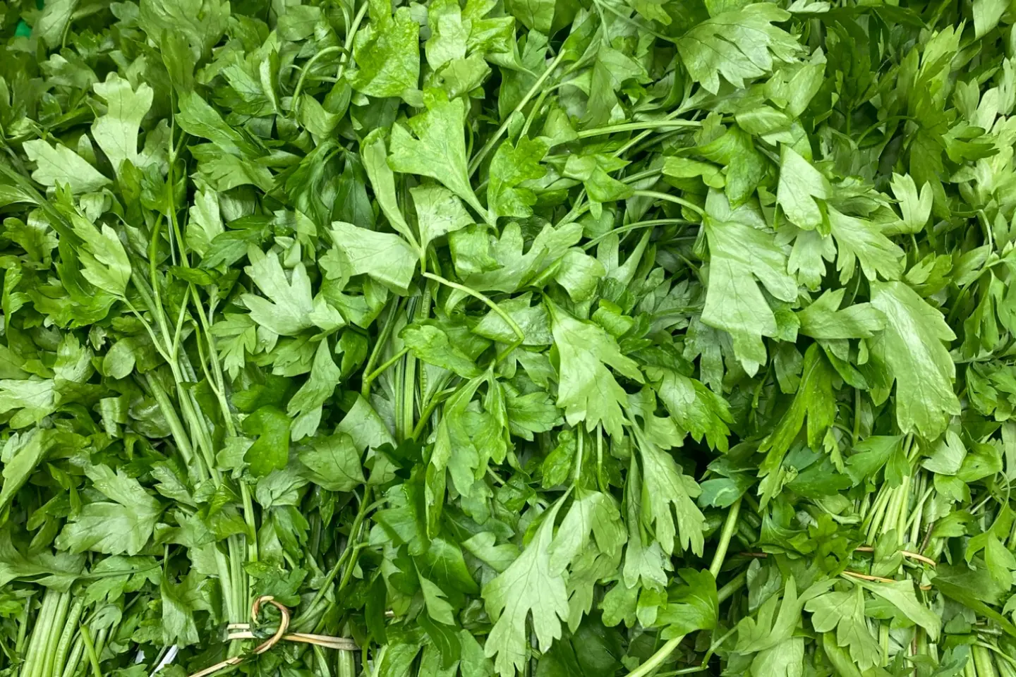 بقدونس حزمة