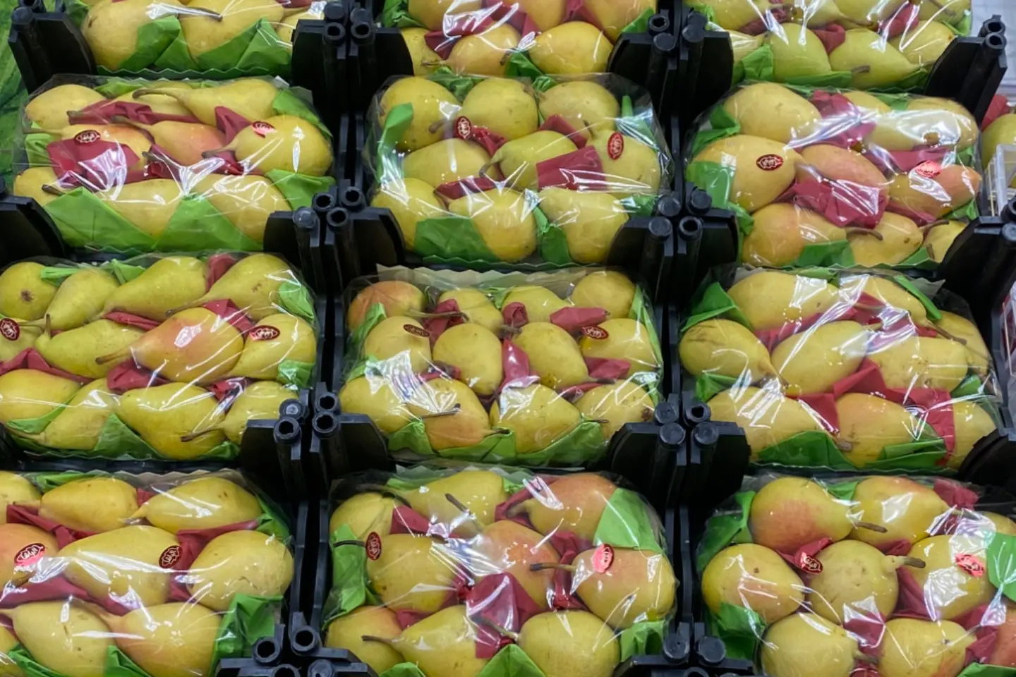 كمثرى سوري سله كبير