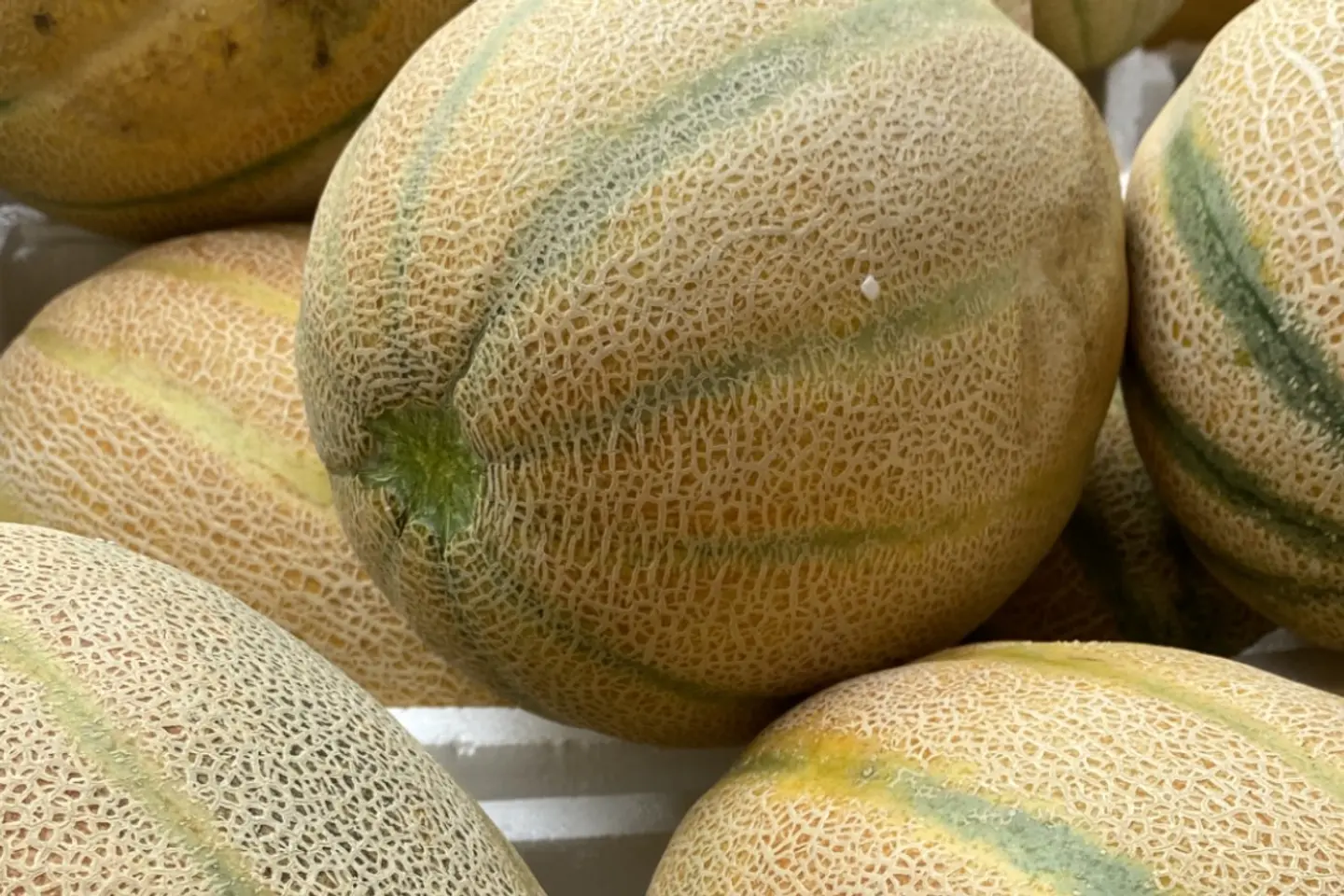 شمام حبة حجم وسط