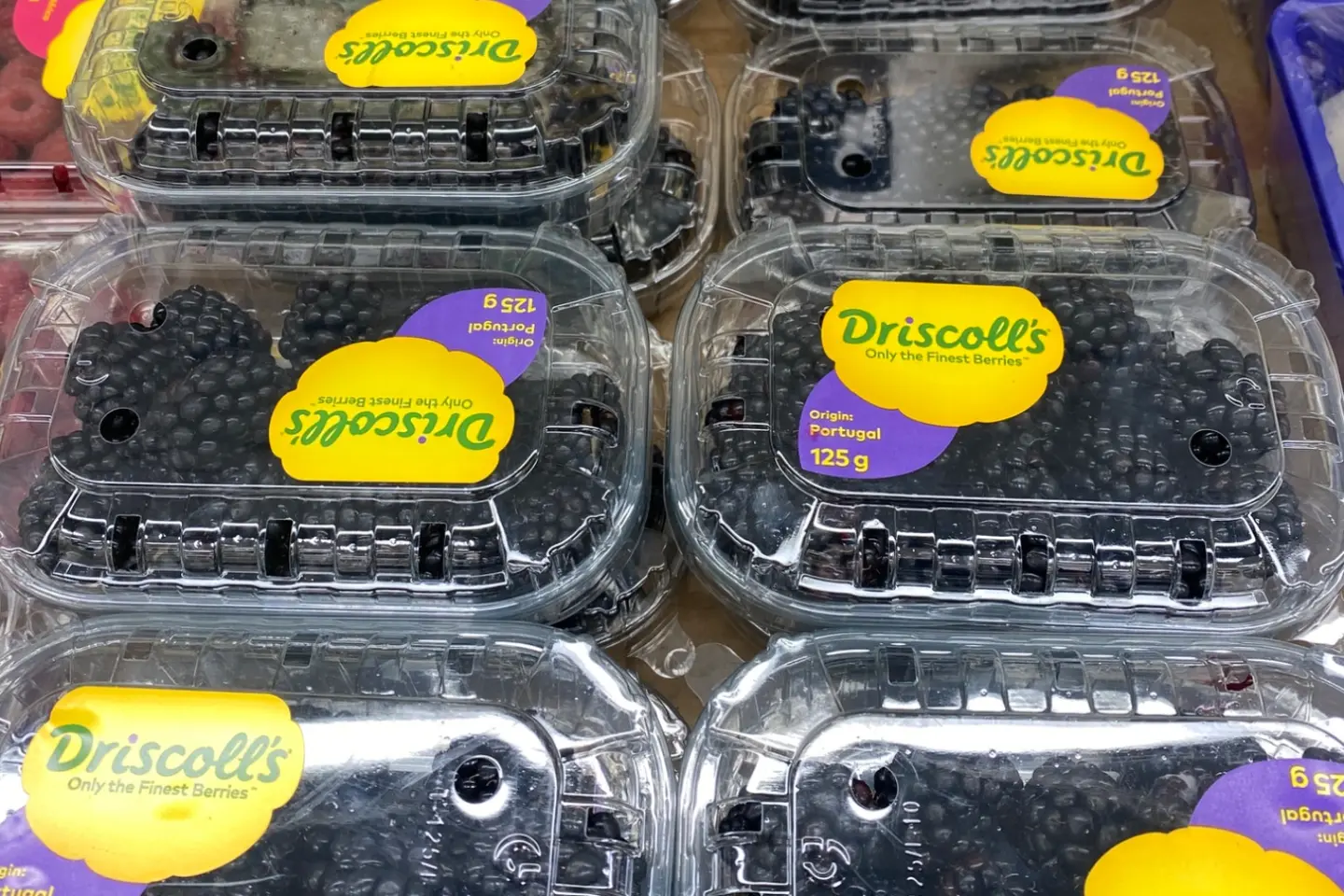 توت اسود مريكي علبه