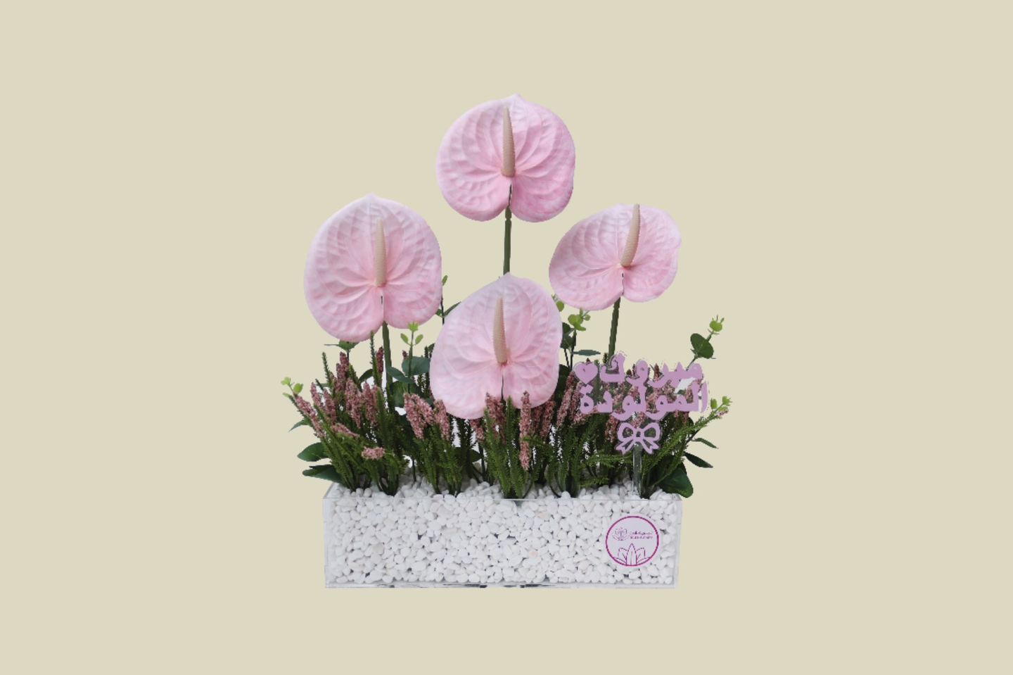 مبروك المولودة