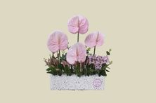 Congratulations On The Newborn